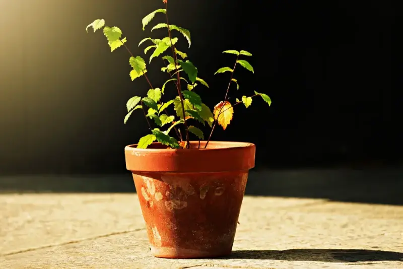 Jakie wybrać donice do biura